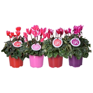 MoreLIPS® Cyclamen Fuji mix