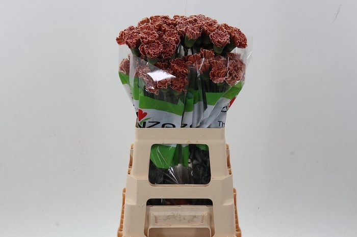 <h4>Di St Tinted Brownie</h4>