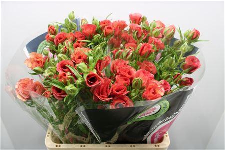 <h4>Ranunculus Moderna Allegria</h4>