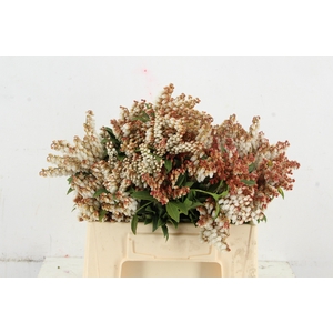 PIERIS ROOD/WIT BLOEIEND PER BUNCH