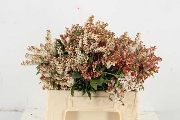 <h4>PIERIS ROOD/WIT BLOEIEND PER BUNCH</h4>