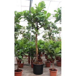 Ficus lyrata