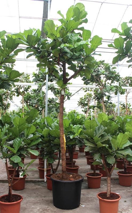 <h4>Ficus lyrata</h4>