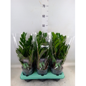 Zamioculcas zamiifolia 'Lima'