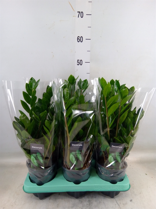 <h4>Zamioculcas zamiifolia 'Lima'</h4>