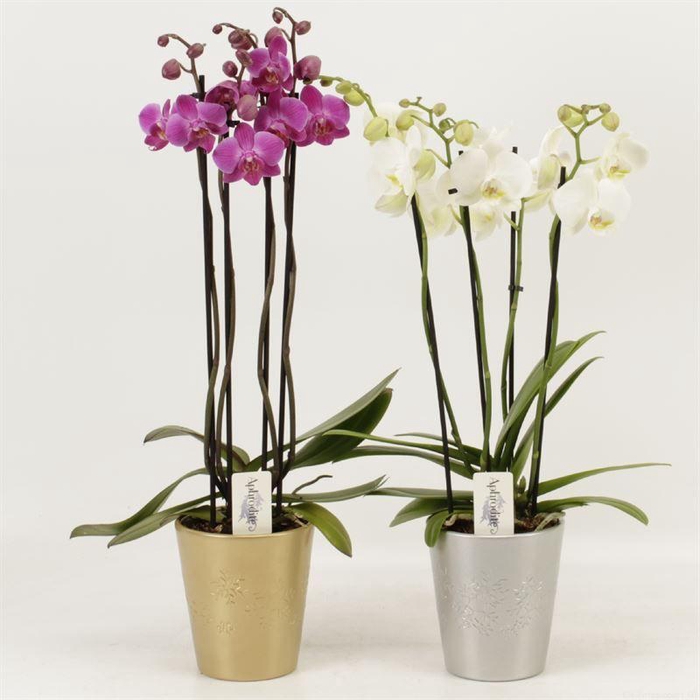 <h4>Phal Gemengd 4 Tak Keramiek Zoe</h4>