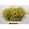 Anigozanthos Bush Down