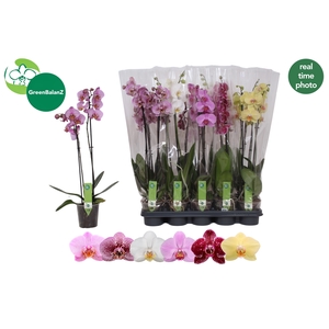 PHAL GEM