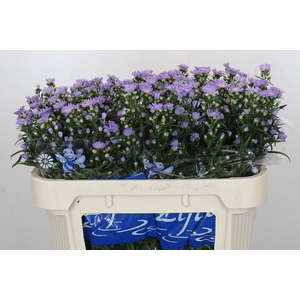 Aster Cassandra