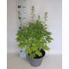 vaste planten 19 cm  Delphinium Delgenius ™ Chantay