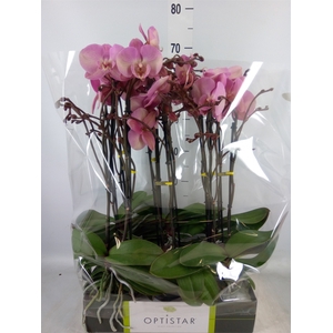 Phalaenopsis   ...rose