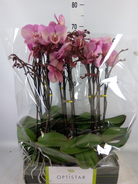 <h4>Phalaenopsis   ...rose</h4>