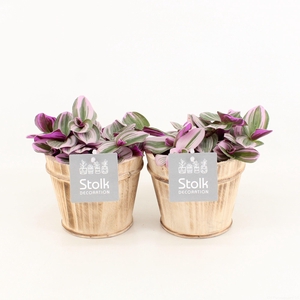 Tradescantia Nanouk In Wood bruin