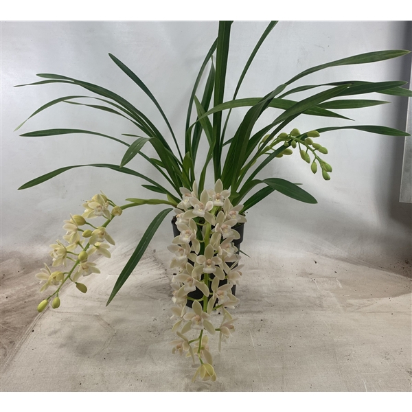 <h4>Cymbidium Wit hang 2-3 tak</h4>