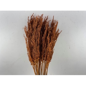 Dried Umbr. Sedge Sm. Leaf Orange Bunch