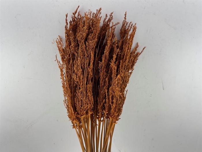 <h4>Dried Umbr. Sedge Sm. Leaf Orange Bunch</h4>