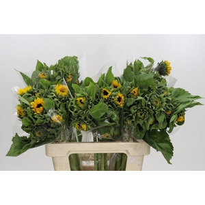 Helianthus Orange Fire