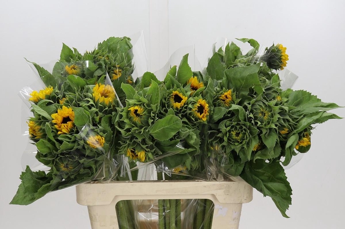 <h4>Helianthus Orange Fire</h4>