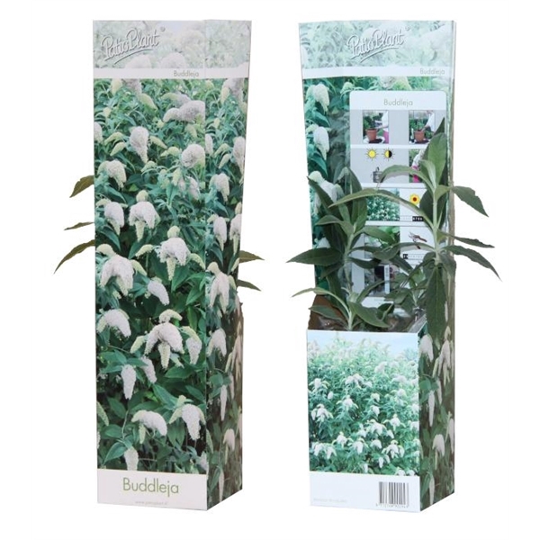 <h4>Buddleja 'White Profusion'</h4>