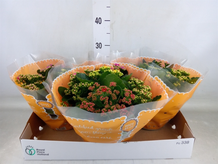 <h4>Kalanchoe blos.   ..rosebud mix/pot</h4>