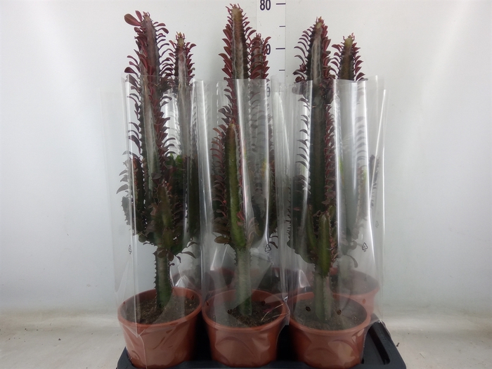 <h4>Euphorbia trigona 'Rubra'</h4>