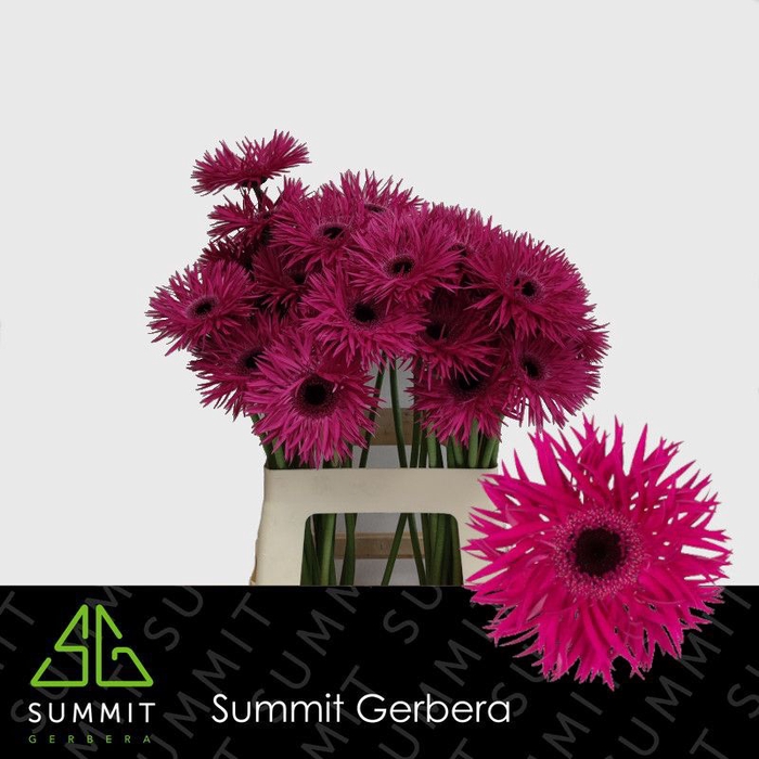 <h4>Gerbera Spider Renegade Water x40</h4>