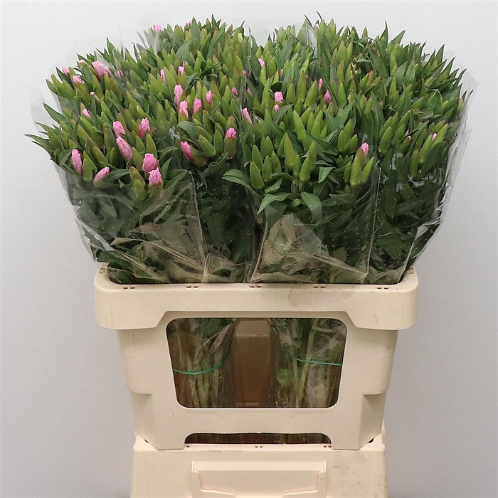 <h4>Clarkia Pink</h4>