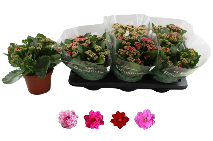 <h4>KAL GE RO GEM 4 KL</h4>