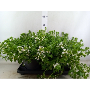 Scaevola aemula 'White Touch'