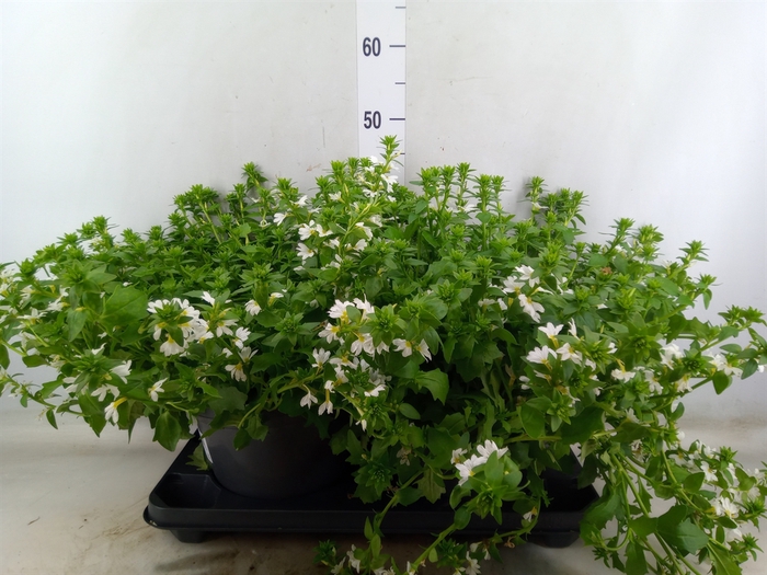 Scaevola aemula 'White Touch'