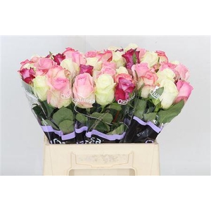 R GR MIX CANDY CRUSH