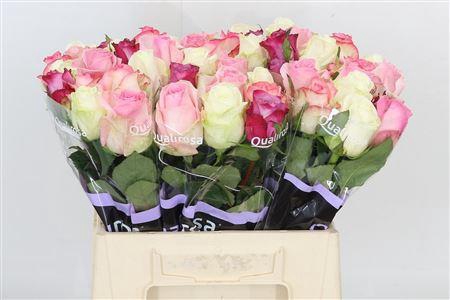 <h4>R GR MIX CANDY CRUSH</h4>