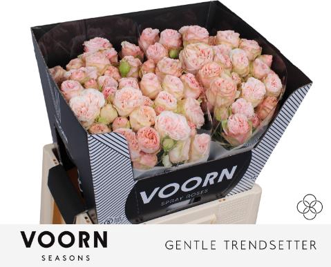 <h4>R TR GEN TRENDSETTER</h4>