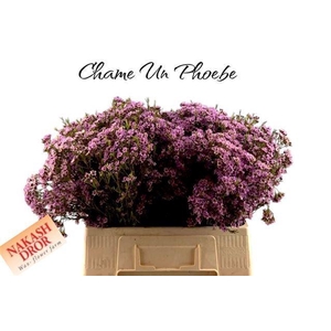CHAME UN PHOEBE