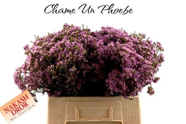 <h4>CHAME UN PHOEBE</h4>