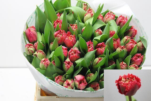 <h4>TU FR LA MOUR</h4>