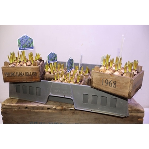 arr8 Arr Muscari In Houten Kistje