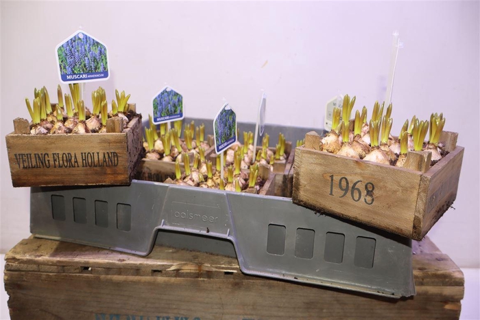 <h4>arr8 Arr Muscari In Houten Kistje</h4>