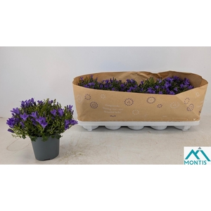 CAMP POR AMBE INT PU