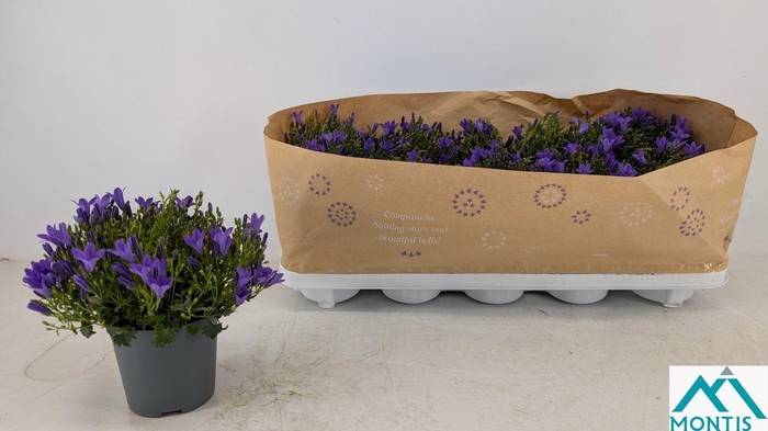 <h4>CAMP POR AMBE INT PU</h4>