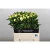 Paeonia Duchesse De Nemours