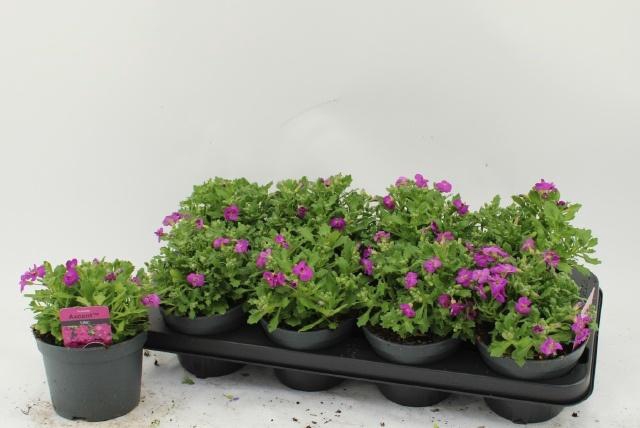 <h4>AUBR AXCENT LILAC</h4>