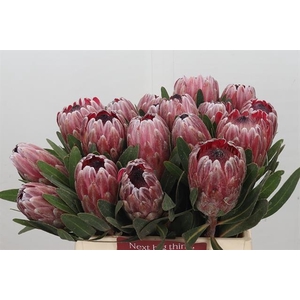 PROTEA PINK ICE