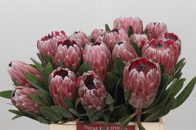 <h4>PROTEA PINK ICE</h4>