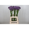 Allium Violet Beauty