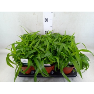 Chlorophytum com. 'Green Bonnie'