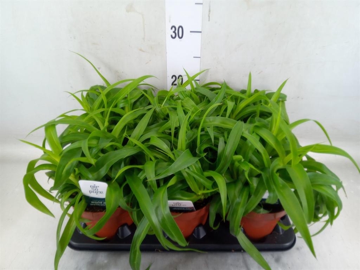 <h4>Chlorophytum com. 'Green Bonnie'</h4>