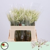 Nerine White Charm