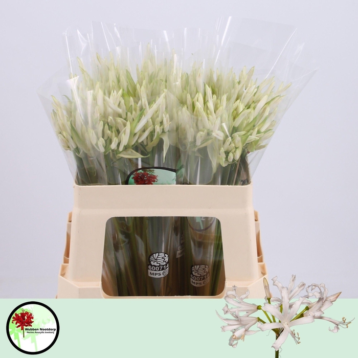 <h4>Nerine White Charm</h4>