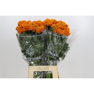 Tagetes Marigold Promise Orange